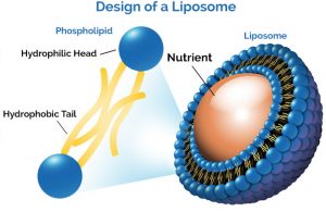 design of liposome